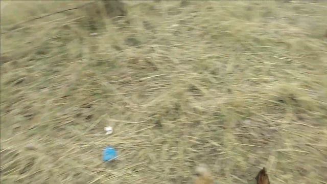 У бездомных собак из-за ветра и людей не осталось мисок для еды. смотреть онлайн