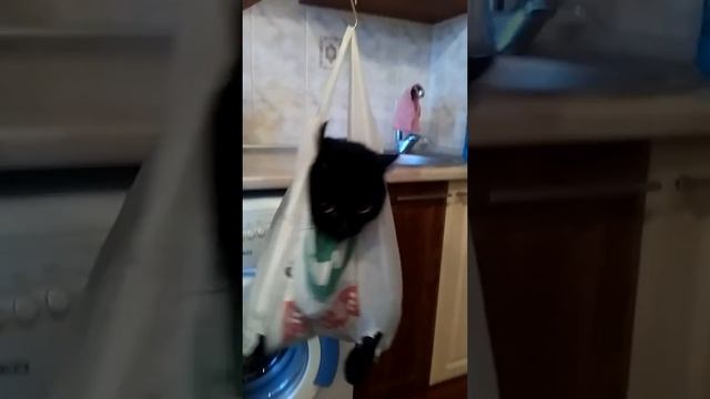 Взвешиваем кота ►Филькины будни смотреть онлайн
