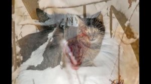 Деревенские кошки.