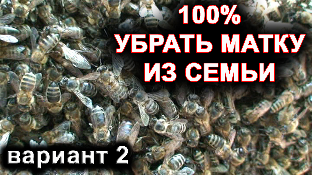 Как найти матку. 100% способ убрать матку из семьи. вариант 2. смотреть онлайн