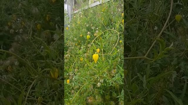 Клематис Тангутика. смотреть онлайн