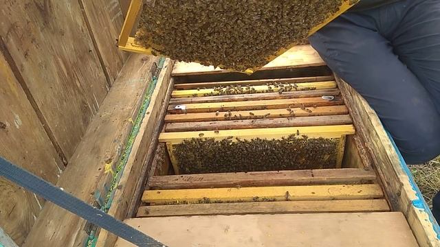 Ревизия пчел на рапсе. Пчелы хотят роится! смотреть онлайн