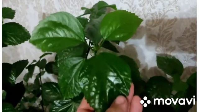 КИТАЕСКИЙ РОЗА ЕЗГИ ВА ХОЗИРГИ ХОЛАТИ смотреть онлайн