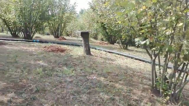 Уборка фундука. Италия смотреть онлайн