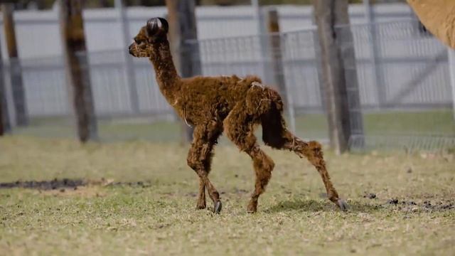 Best animal experience in Australia смотреть онлайн