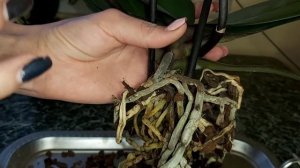 Какие корни обязательно надо удалить у орхидеи, а какие нельзя обрезать/ Подготовка к пересадке