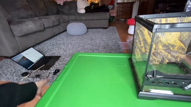 JUMPING SPIDER VS VELVET SPIDER (Chai and Wednesday updates) смотреть онлайн