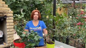 Чай! Растим дома чайный куст