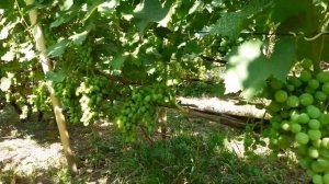 ДТ 75 сборка бортовой