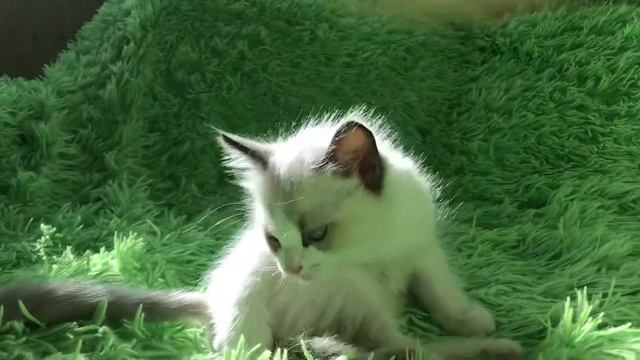 Ragdoll kitten смотреть онлайн