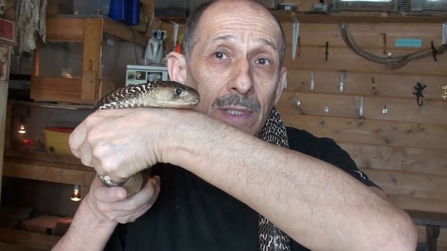 Смайлик снова ручной. смотреть онлайн