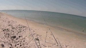 Ловля пеленгаса кефали в сентябре