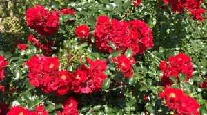 Красные розы в саду/ Роза Матадор, вот это размеры!! Rose Matador