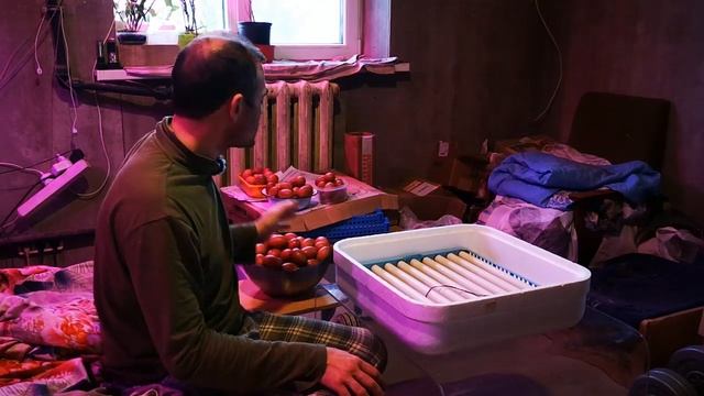 Инкубация в домашних условиях, как инкубировать яйца смотреть онлайн