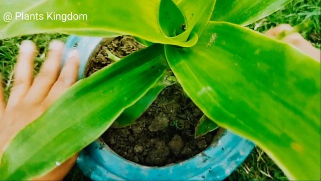 Callisia Fragrans Plant|how To Grow Callisia Fragrans Plant|basket Plant Propagation|octopus Plant|