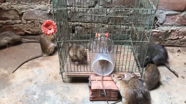 Best Rat Trap 2019 ? 15 Mice in trapped 1 Hour ? Mouse/ Rat trap ? How to Make Rat Trap