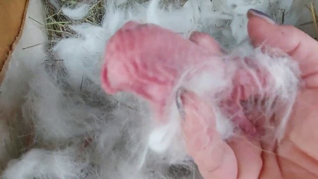 Окрол  крольчихи. Кто говорил, что крольчиха с большим подгрудком не рожает, пух не обдирает.