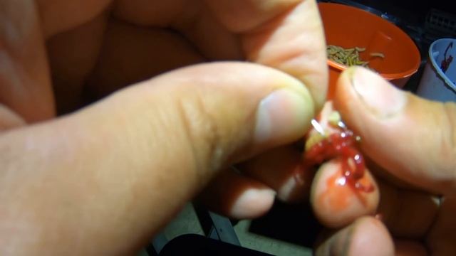 Ловля ЛЕЩА на поплавок и Фидер┃РЫБАЛКА с НОЧЕВКОЙ на дамбе водохранилища смотреть онлайн