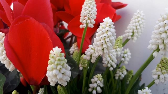Muscari armeniacum - grow & care (Garden grape-hyacinth) смотреть онлайн