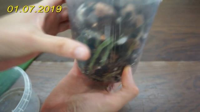 У орхидеи отваливаются листья,Phal.Reyoung Prince