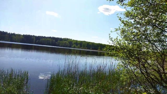 Животный мир подмосковья/ Воскресенский район/строим, сажаем смотреть онлайн