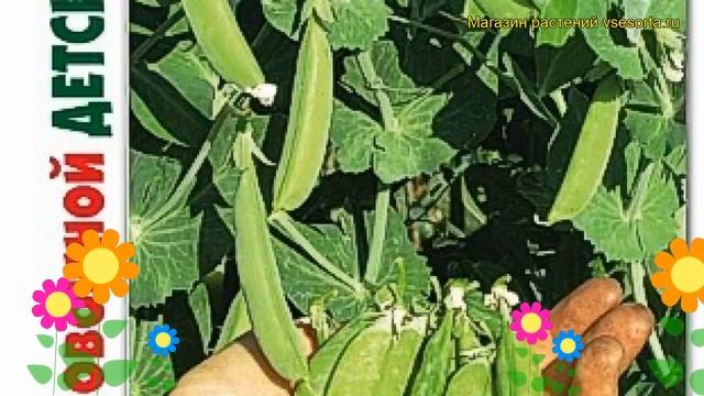 Горох овощной Детская радость. Краткий обзор, описание характеристик pisum sativum Detskaia radost смотреть онлайн