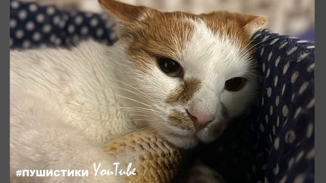 Недохозяева предали котика два раза - это самое подлое и последнее, что может сделать человек смотреть онлайн