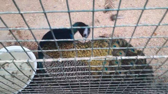 Королевский фазан в Самарском зоопарке смотреть онлайн