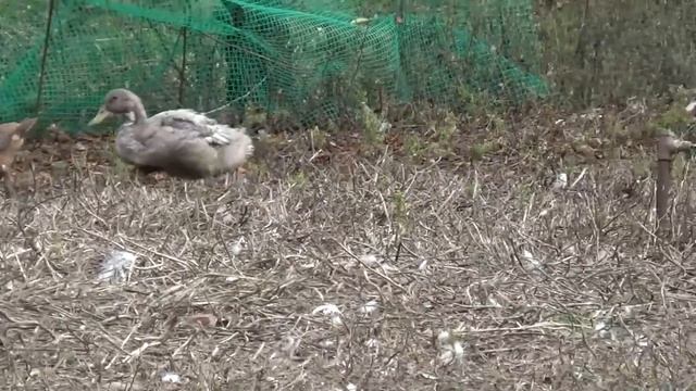 Мини Обзор нашего хутора. Прогулка с детьми и Сэмом.