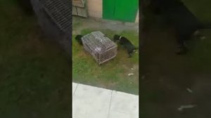 Ягдтерьер притравка