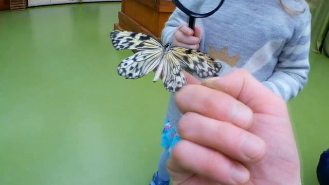 Парк бабочек 2 Санкт-Петербург смотреть онлайн