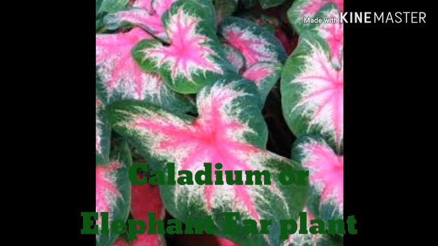 10 poisonous indoor and outdoor ornamental plants смотреть онлайн