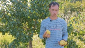 Народный сорт груши «Осенняя сладкая»