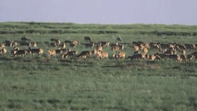 Сайгаки чудо степей Евразии смотреть онлайн
