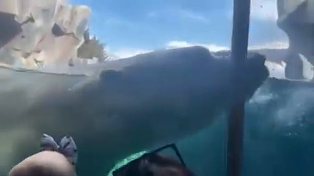 Белый медведь в американском зоопарке смотреть онлайн
