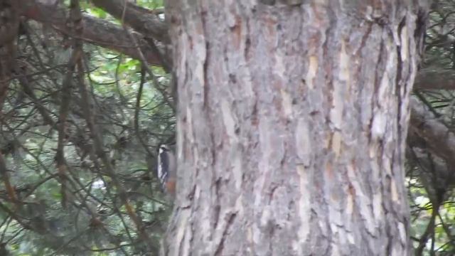 Great Spotted Woodpecker | Большой пёстрый дятел (Dendrocopos Major)