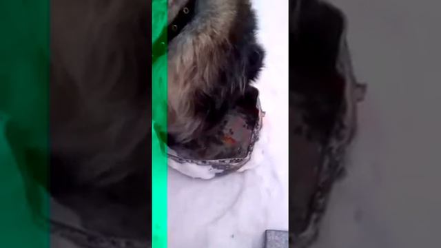 Собачий завтрак - красная икра! смотреть онлайн