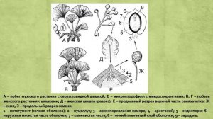 Голосеменные Часть 1