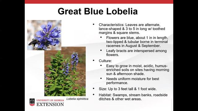 Native Plants (Statewide) and Low Maintenance Landscapes смотреть онлайн