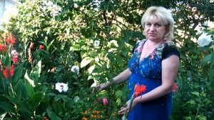 ГИБИСКУС СИРИЙСКИЙ ДРЕВОВИДНЫЙ  - ВЫРАЩИВАНИЕ, УХОД, РАЗМНОЖЕНИЕ