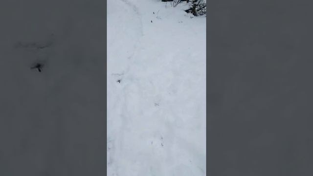 Покупка Фиат Албеа (проект 2) смотреть онлайн