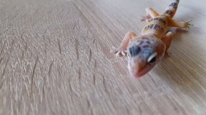 Первое кормление эублефара. Кормление эублефара!