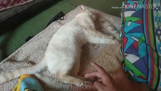 Котик боится щекотки смотреть онлайн