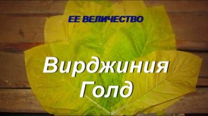 ДНЕВНИК ТАБАКОВОДА № 31 (14.07 О СОРТЕ ТАБАКА ВИРДЖИНИЯ ГОЛД ) ТАБАК