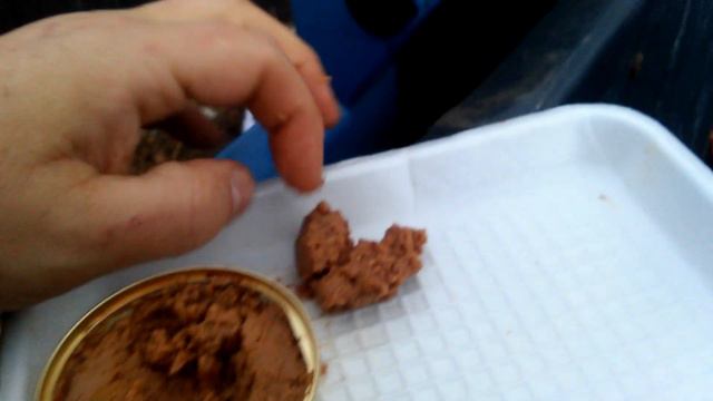 Неудачное повторное (второе) глистование уличных боязливых кошек смотреть онлайн