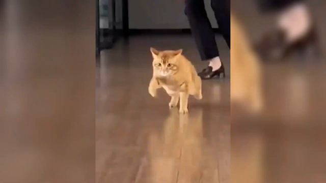 Самые смешные животные - приколы с животными - котами и собаками 2023 / FPA #8 смотреть онлайн