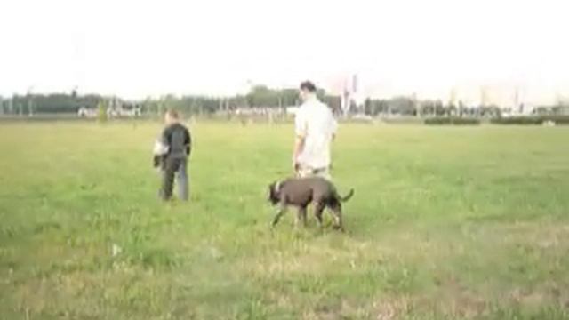 Кане корсо Sharvud Bonito на занятиях по ЗКС смотреть онлайн
