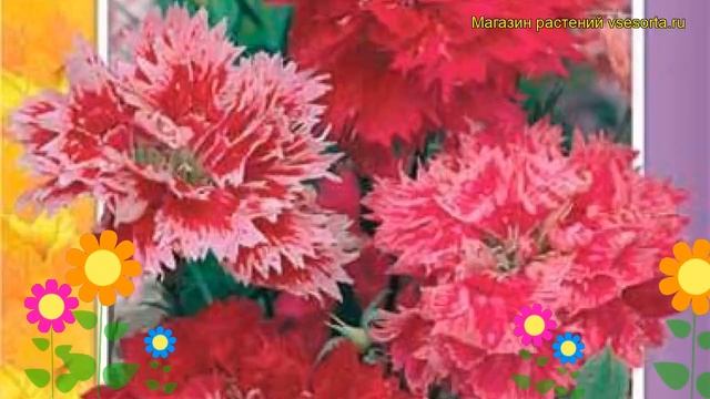 Гвоздика геддевига Смесь окрасок. Краткий обзор dianthus chinensis var. heddewigii Smes' okrasok смотреть онлайн