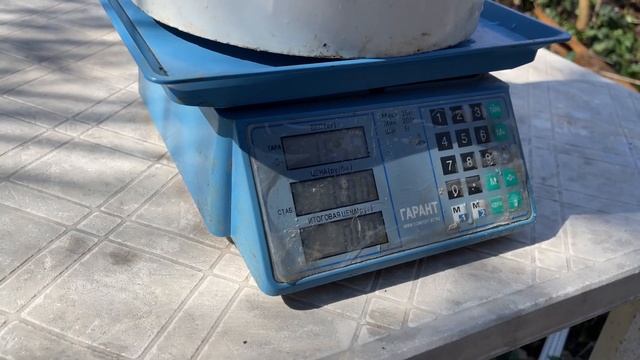 Форель растет как на дрожжах ! смотреть онлайн