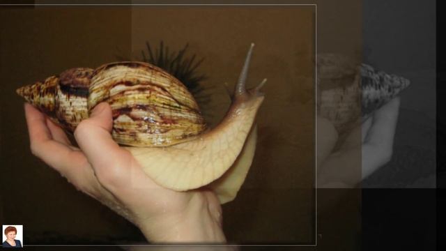 ГИГАНТЫ В ЖИВОЙ ПРИРОДЕ (GIANTS IN NATURE) смотреть онлайн